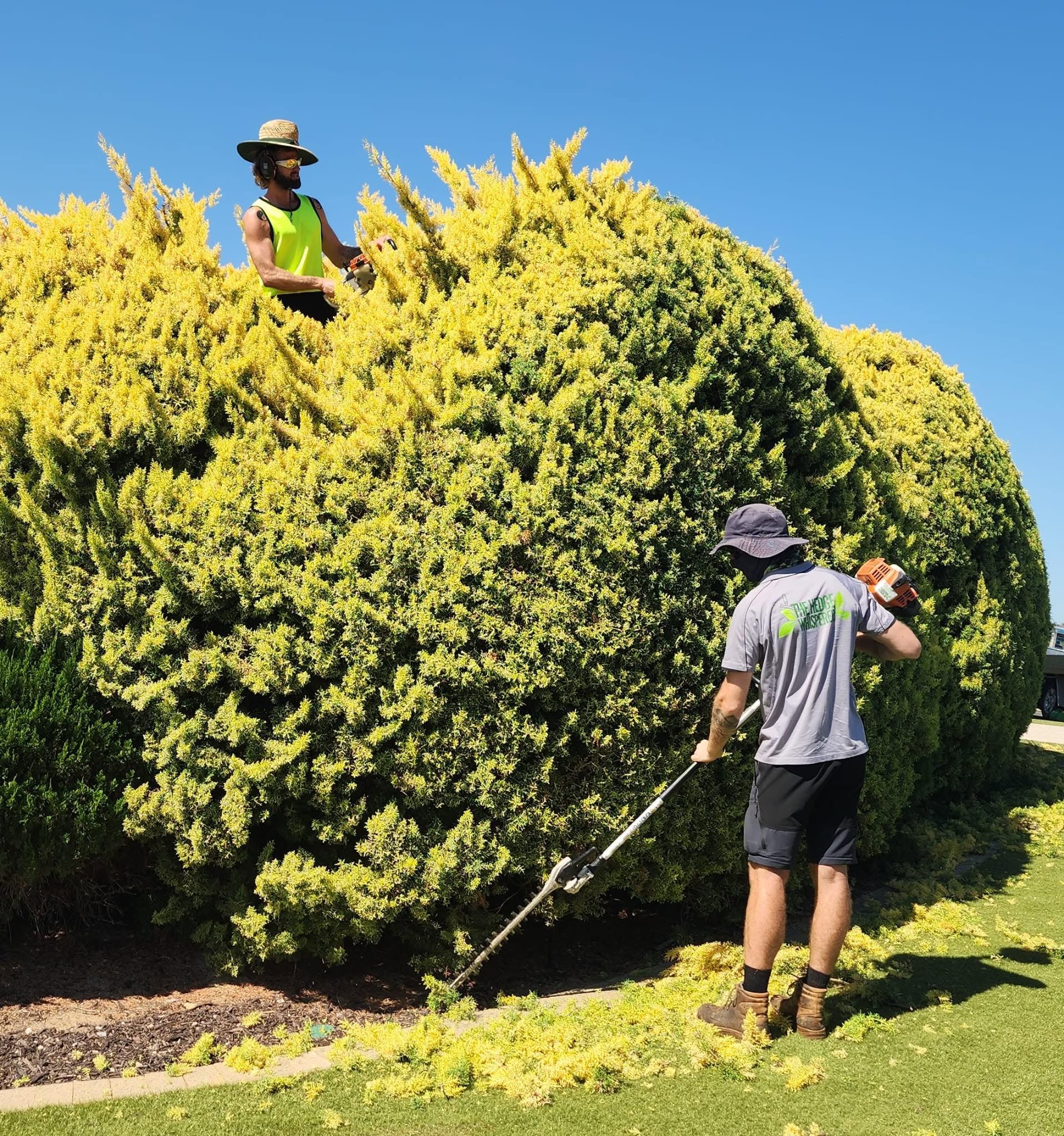 The Hedge Whisperer — featured work 9