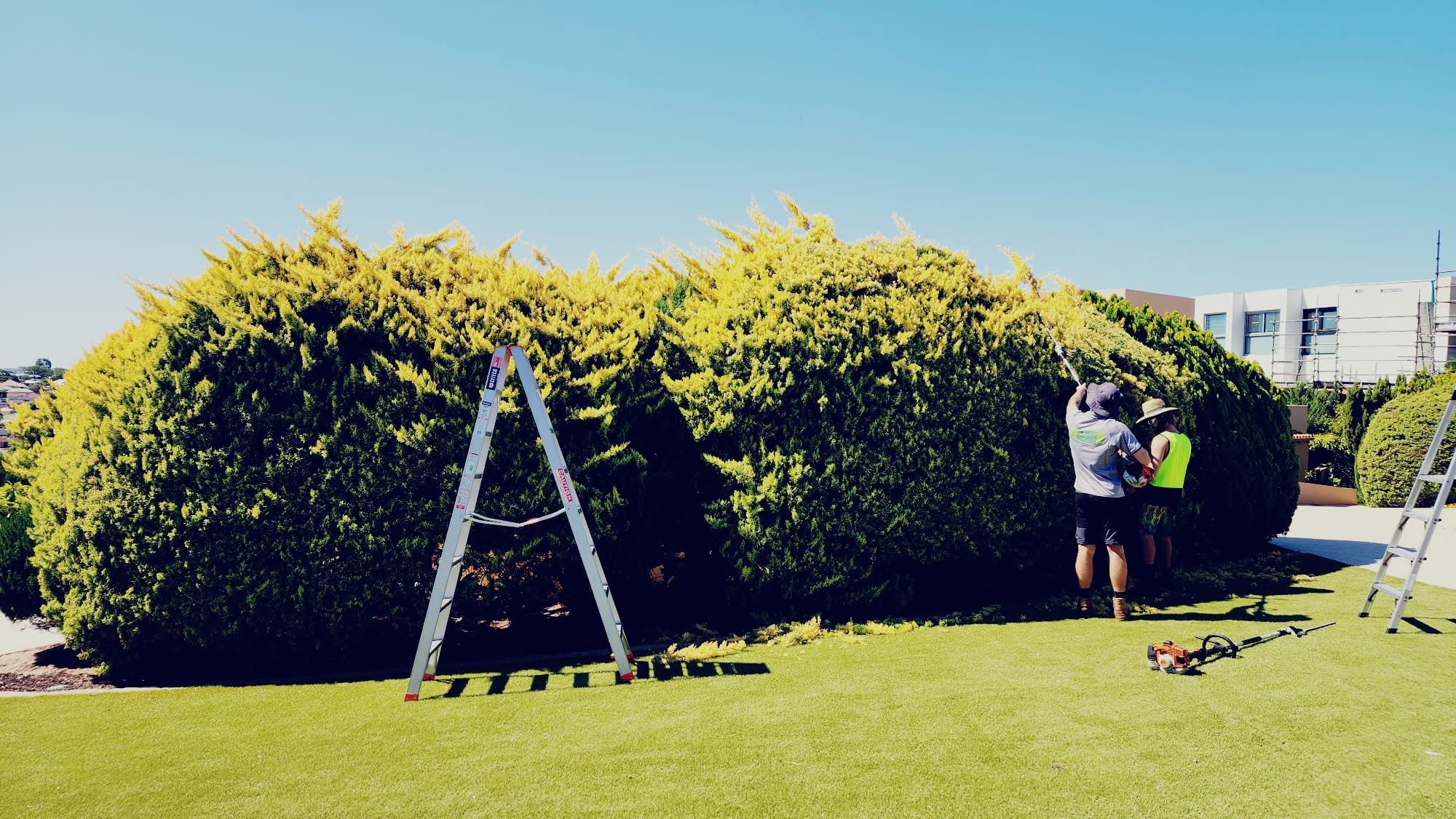 The Hedge Whisperer — featured work 10